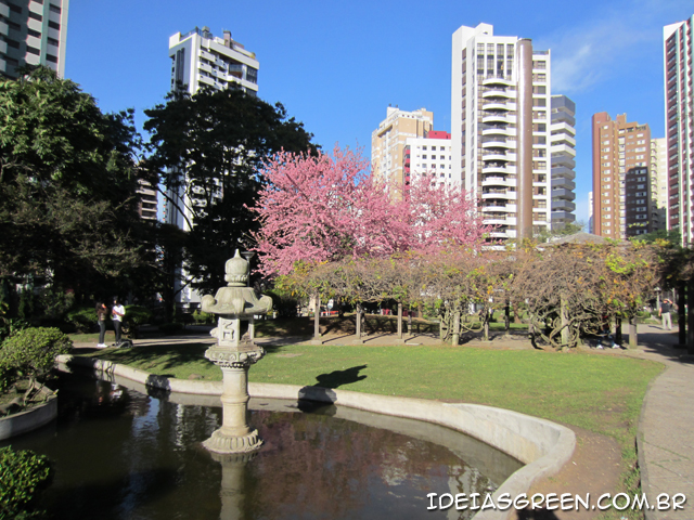 Linda cerejeira em praça de Curitiba