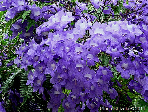 Glória Ishizaka - Guaiçara -  rio dourado- jacaranda mimoso 2