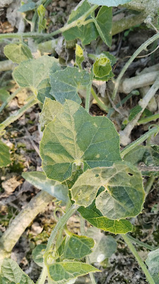 Calabash | Bottle Gourd, Lau, Lauki