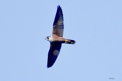 Peregrine Falcon (Shaheen) Falco