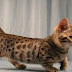 Mengenal Kucing Genetta, Kucing Persilangan Munchkin dengan Bengal