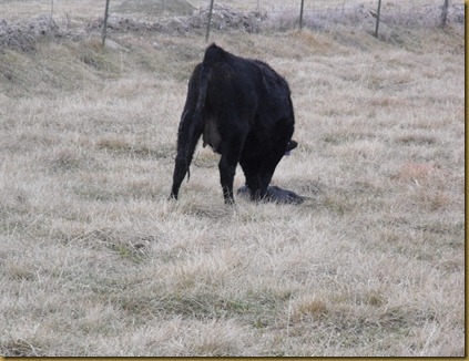 Calving 247