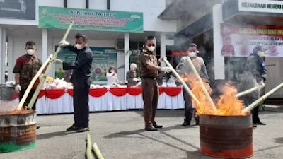 Kejari Bukittinggi Musnahkan BB Ganja dan Sabu