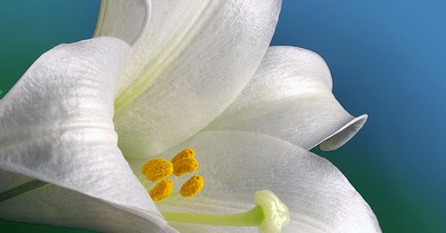 types of flowers beginning with f Canada Floral Delivery Blog: The Significance Of Easter Lilies And  | 500 x 262