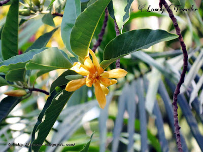 Swarna chapa, Magnolia champaca