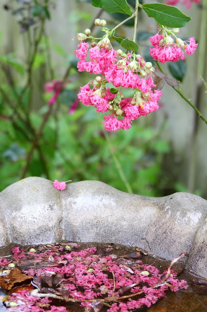 Crape Myrtle Blossoms