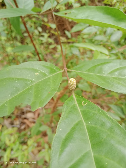Morinda persicifolia Buch.-Ham. var. oblonga
