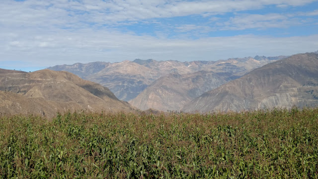 maize in the Colca Canyon