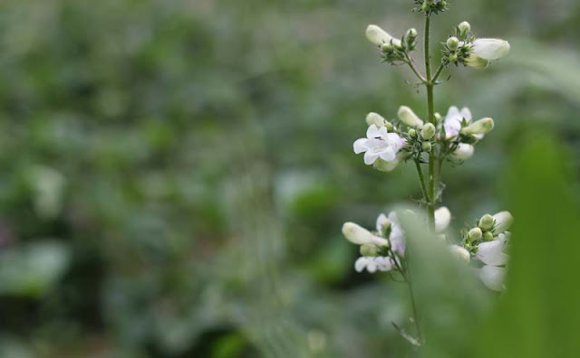 Foxglove Beardtongue Flowers Pictures