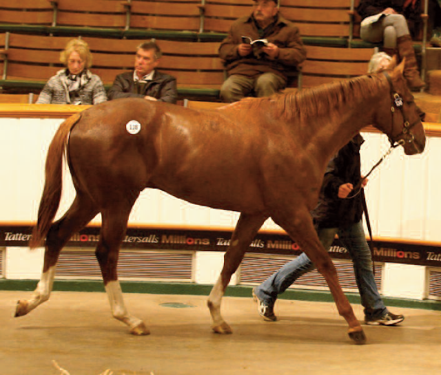 Tattersalls Craven Breeze Up Sales: Top Shamardal a gns500,000. Tra i top anche un ex italiano passato alle Selected ITS