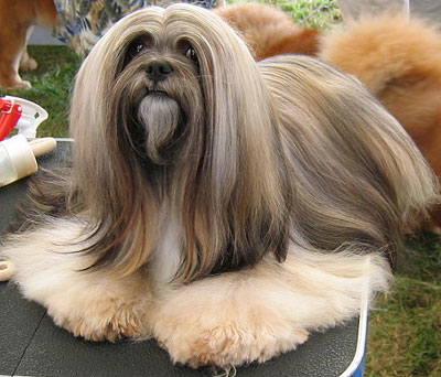 Lhasa Apso Dog Care