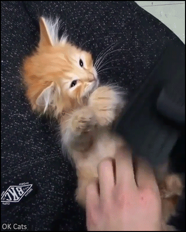 Cute Kitten GIF • Aww Cute kitty being brushed. She closes her eyes and falls asleep [ok-cats.com]