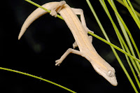 http://sciencythoughts.blogspot.co.uk/2014/11/a-new-species-of-phasmid-gecko-from.html