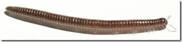 earthworm-like millipede