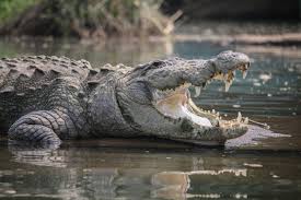 About Crocodiles | Techhzz