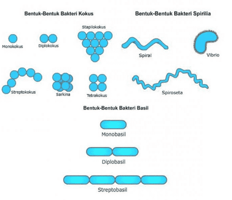 bentuk sel bakteri basil kokus spiral