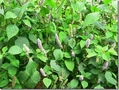 kinh giới