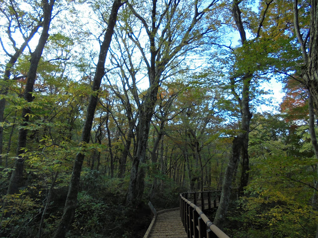 大山森の遊歩道