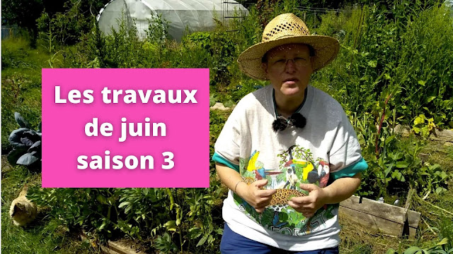 Les travaux de juin au jardin urbain en permaculture (vidéo)