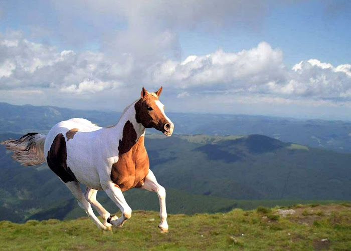 Horse Beautiful Desktop Wallpaers