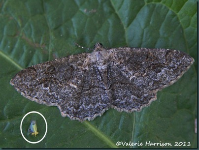 mottled Beauty and fairy