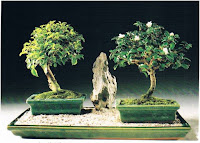 صواني الرطوبة لاشجار البونساي ,ترطيب البونساي ,سقي البونساي Trays moisture bonsai trees