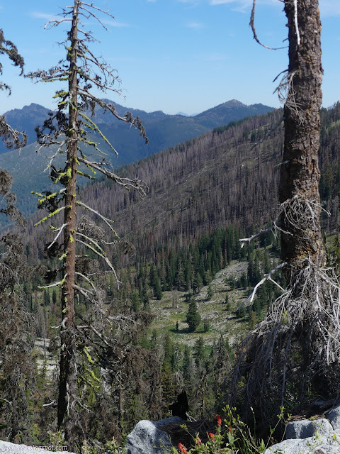 33: meadow among fire killed trees