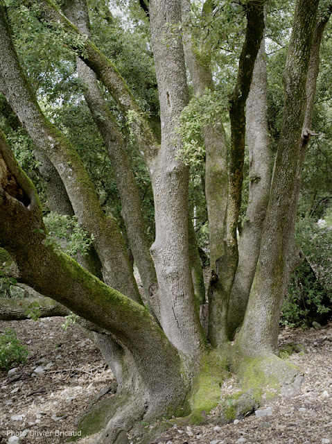 arbres remarquables vaucluse Olivier Bricaud chêne vert