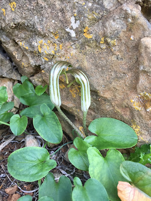 Arisarum vulgare. 