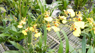 Orchid - golden shower