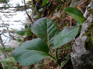 Бадан тихоокеанский (Bergenia pacifica, =Bergenia crassifolia var. pacifica)