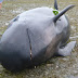 Pilot Whale Stranding in New Zealand