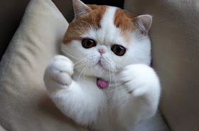 Kucing-kucing paling terkenal di internet (Snoopy the cutest cat)