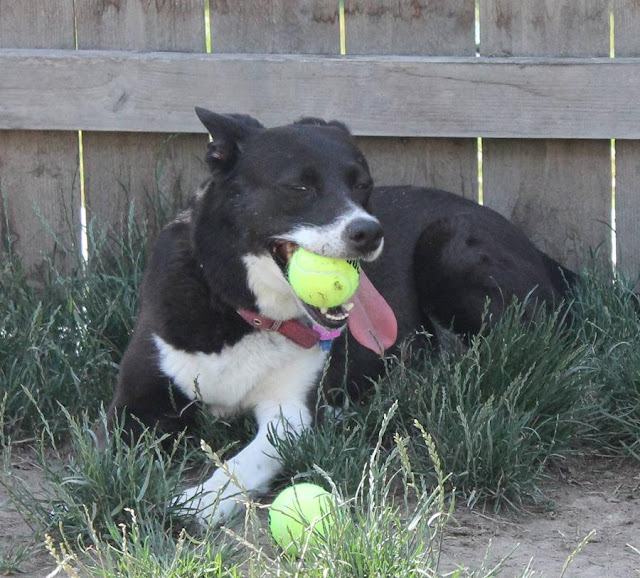 Three dogs vs 60 tennis balls (10 pics), funny dog with tennis balls, funny dog photos