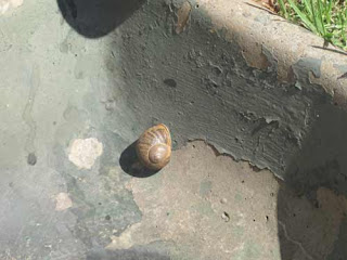 Snail In The Drain Courtyard Hotel Rosebank