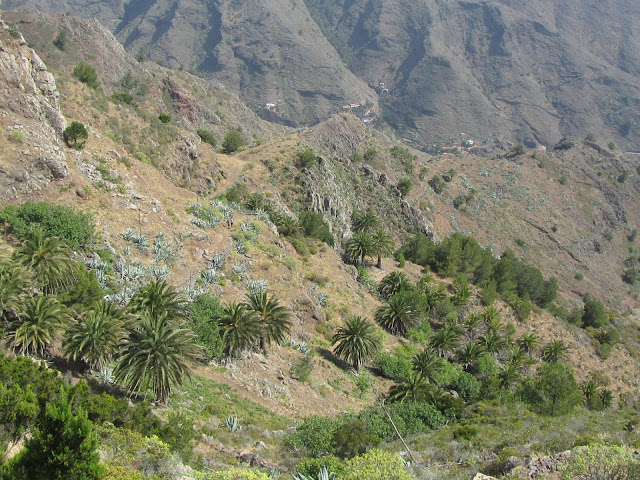 Palme delle Canarie a La Gomera