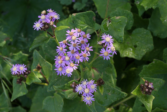 Pericallis echinata