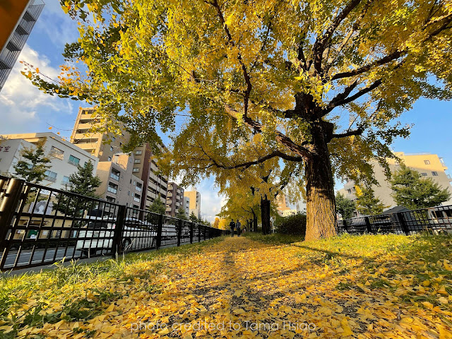 京都銀杏 堀川