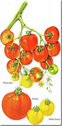 Tomatoes 02