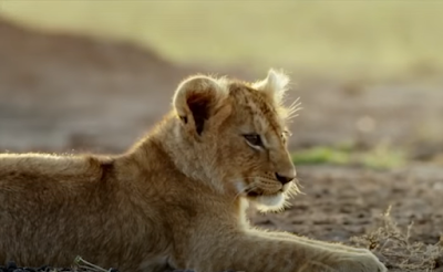 Lion Cub