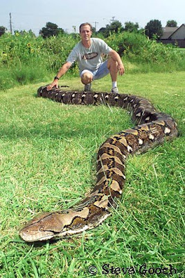 ... you know that the Reticulated Python is the longest