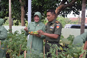 Dandim dan Ibu Ketua Persit Cabang XX Kodim Pekalongan Panen Sayuran