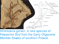 https://sciencythoughts.blogspot.com/2018/10/winnicavis-gorskii-new-species-of.html