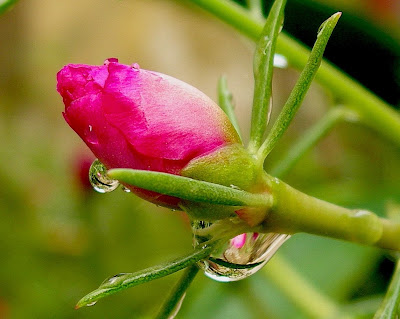 The-Flowers-and-Photography-to-Capture-the-Smallest-Things-with-the-Creation-of-Macro-2