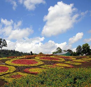 Objek Wisata Baru Taman  Bunga  di Jambi  Minta Informasi