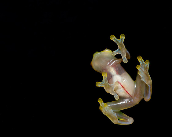 Glass frog is among the weirdest animals in the world.
