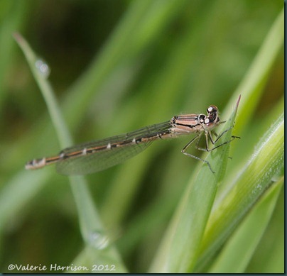 common blue damselfly