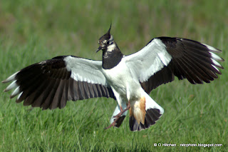 Lapwing Landing