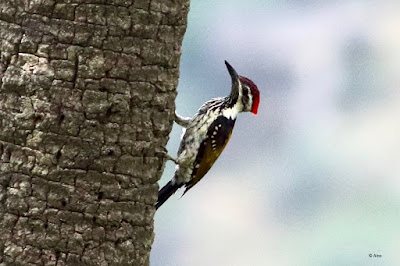 Black-rumped Flameback