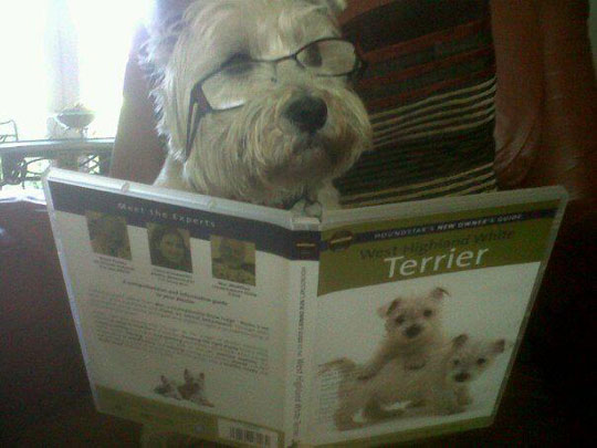 oh im a westie. interesting